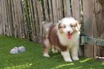 Prachtige Australische herder pups (aussie pups), België, CDV (hondenziekte), 8 tot 15 weken, Meerdere