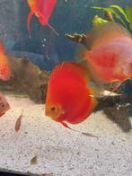 discussen koppel, Poisson, Poisson d'eau douce