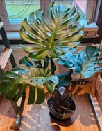 Grote gezonde Monstera met nieuwe scheuten, Huis en Inrichting, Ophalen