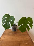Monstera Deliciosa, Ophalen of Verzenden