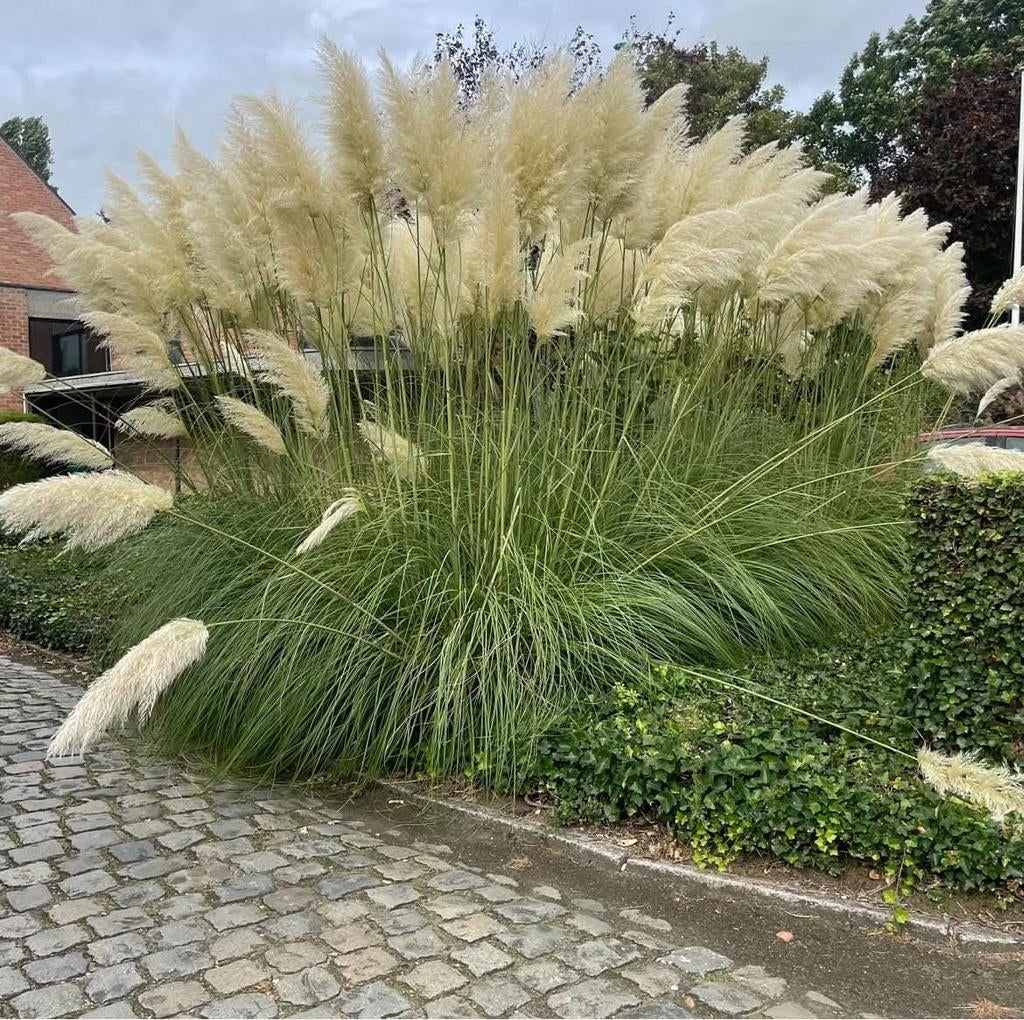 ‼️siergrassen aan promoprijzen ‼️, Tuin en Terras, Planten | Bomen, Ophalen