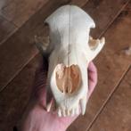 Zwarte Berenschedel [Ursus Americanus], Ophalen of Verzenden, Schedel