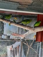 Zuivere wildkleur kakarikies, Dieren en Toebehoren, Vogels | Parkieten en Papegaaien