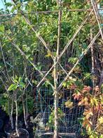 LEI-APPELBOMEN: IN POT: RASTER DUBBELE V (zie foto's) : 30€/, Tuin en Terras, Ophalen, Volle zon, Vaste plant, Fruitplanten
