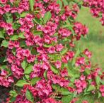 Weigelia rose "Ruby", Ophalen, Overige soorten, Haag, 100 tot 250 cm
