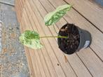 alocasia macrorrhiza variegata, Ophalen
