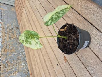 alocasia macrorrhiza variegata beschikbaar voor biedingen