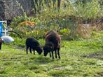 Verschillende Ouessantschapen te koop, Dieren en Toebehoren, Schapen, Geiten en Varkens, Meerdere dieren, Schaap, 0 tot 2 jaar