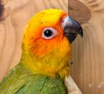 Zeer goed getemde mannelijke zonneparkiet EAM, Dieren en Toebehoren, Mannelijk, Papegaai, Geringd