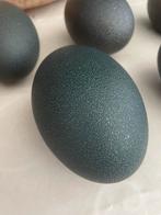 Emoe eieren, curiosa, decoratie, opgezet, groen, struisvogel, Enlèvement ou Envoi, Comme neuf