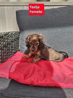 langhaar teckel pups, Dieren en Toebehoren, België, CDV (hondenziekte), 8 tot 15 weken, Teef