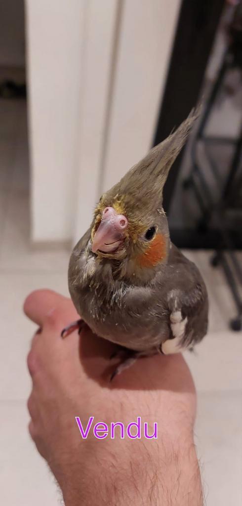 Calopsite eam, Dieren en Toebehoren, Vogels | Parkieten en Papegaaien