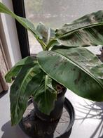 Bananenplant Musa Dwarf Cavendish, Tuin en Terras, Ophalen, Vaste plant, Fruitplanten, Volle zon
