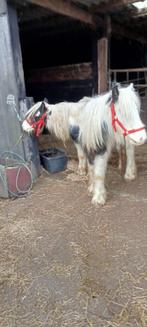 tinkers, Animaux & Accessoires, Poneys, Étalon