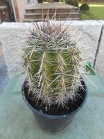 planten, Tuin en Terras, Planten | Tuinplanten, Overige soorten, Volle zon, Vaste plant, Ophalen of Verzenden