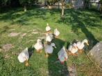Peking broedeieren., Dieren en Toebehoren, Pluimvee