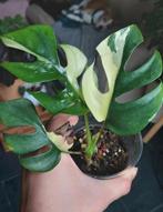 Rhaphidophora tetrasperma variegata (monstre minimal), Maison & Meubles, Plantes d'intérieur, Enlèvement ou Envoi
