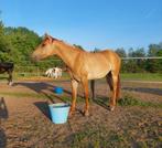 Aqha merrie 2 jaar, Dieren en Toebehoren, Paarden, Merrie, Minder dan 160 cm, Gechipt, 0 tot 2 jaar