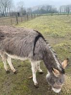 Ezel merrie, Octobre, Femelle