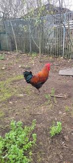 Haan,kip per stuk 10 euro