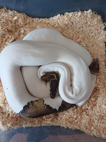 Roi Python, Animaux & Accessoires, Reptiles & Amphibiens