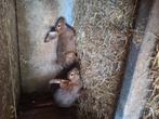 Vleeskonijnen te koop, Dieren en Toebehoren, Juni