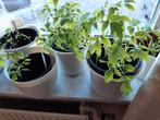 Tomaten plantjes Brutus en pompoen plantjes ruilen, Tuin en Terras, Ophalen