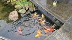 Japanse koi's, Dieren en Toebehoren, Karper of Koi