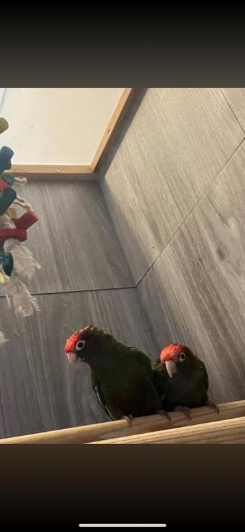 roodkopparkiet (Pyrrhura rhodocephala) beschikbaar voor biedingen