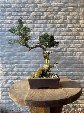 Juniperus Itoigawa bonsai beschikbaar voor biedingen