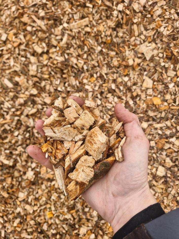 Stamhoutsnippers te koop!, Tuin en Terras, Grind, Keien en Split, Ophalen of Verzenden