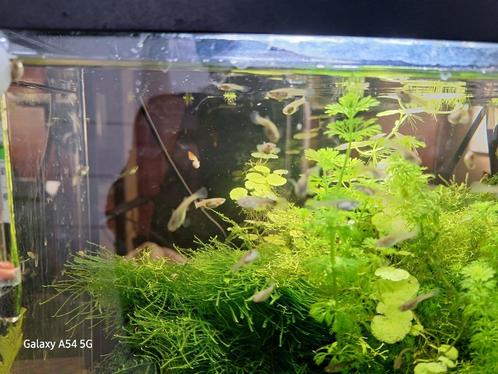 Gratis guppies, Dieren en Toebehoren, Vissen | Aquariumvissen, Zoetwatervis, Vis