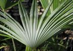 Trachycarpus princeps x wagnerianus., Tuin en Terras, Planten | Bomen, In pot, Halfschaduw, Ophalen of Verzenden, Lente