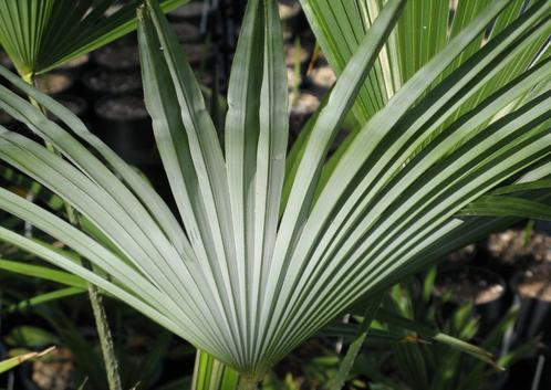 Trachycarpus princeps x wagnerianus., Tuin en Terras, Planten | Bomen, Palmboom, Minder dan 100 cm, Halfschaduw, Lente, In pot