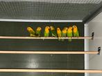 Yellowface fischeri, Dieren en Toebehoren