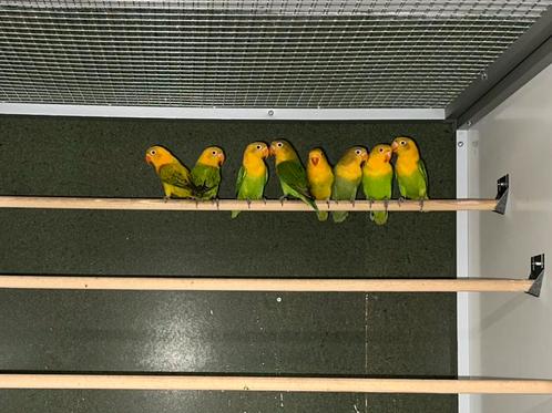 Yellowface fischeri (uitverkocht), Dieren en Toebehoren, Vogels | Parkieten en Papegaaien