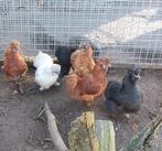 Zijdehoen hennen 2025