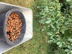 Noix bio de mon jardin. 2,50€ du kilo, Ophalen