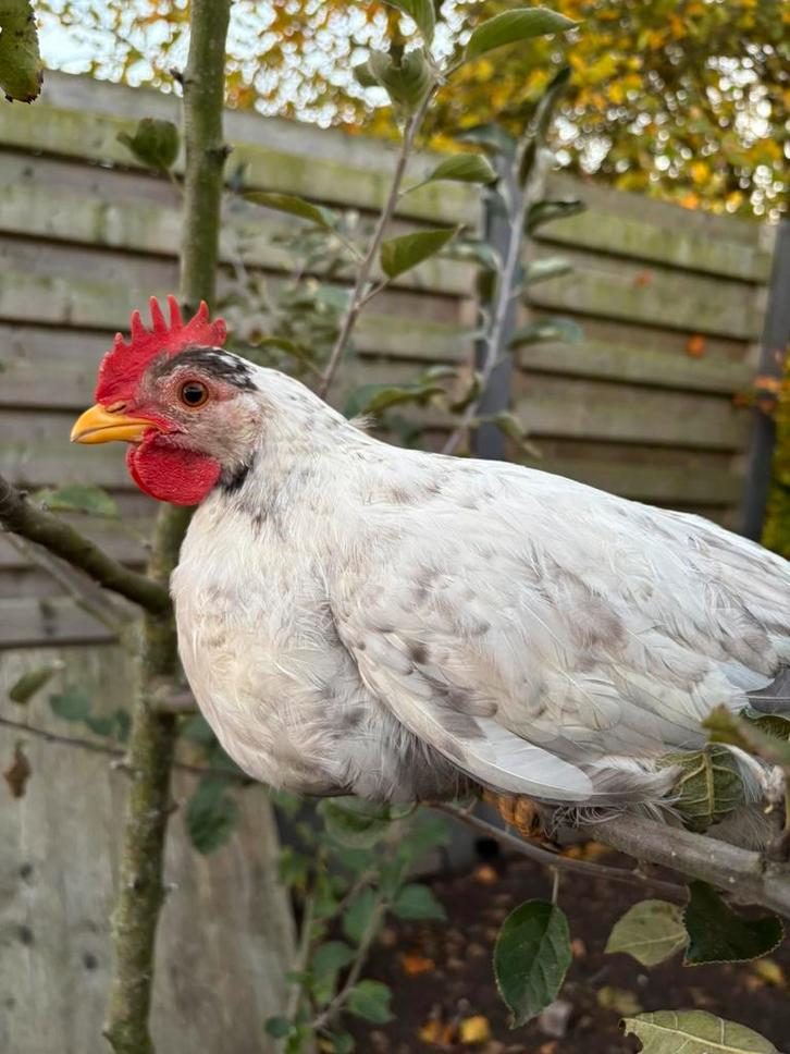 Fiftyfive flowery Haan zilver, Dieren en Toebehoren, Pluimvee