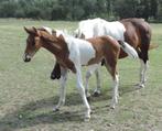 Ibero friese veulens/jonge paarden, Dieren en Toebehoren, Meerdere dieren, Onbeleerd