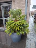 Chamaerops humilis Vulcano, Tuin en Terras, Ophalen