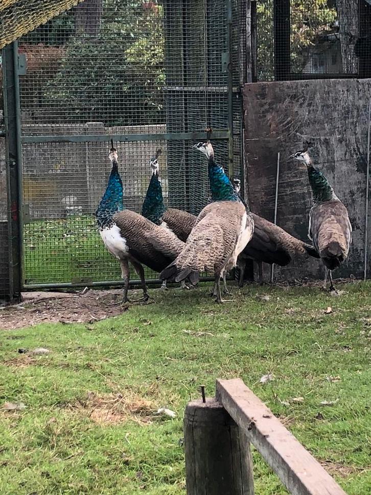 Blauwe pauwen, Dieren en Toebehoren, Pluimvee, Overige soorten, Meerdere dieren