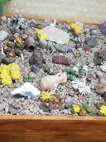 Lithops zaadjes van meer dan 50 verschillende soorten beschikbaar voor biedingen