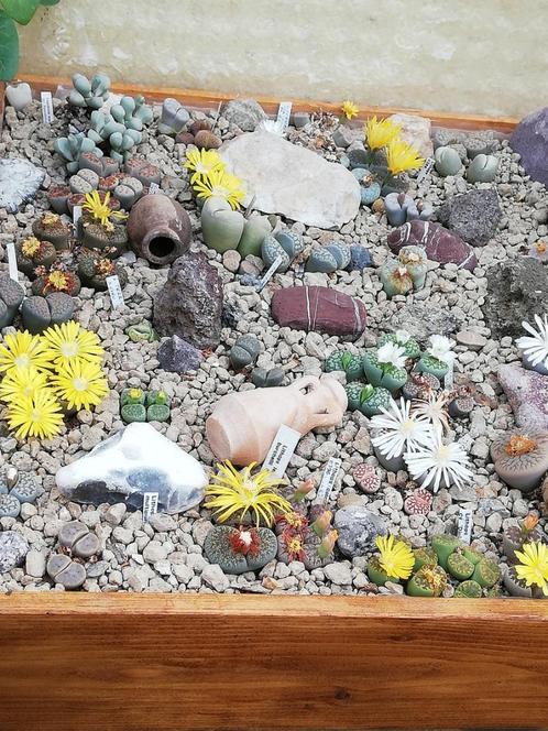 Lithops zaadjes van meer dan 50 verschillende soorten, Huis en Inrichting, Kamerplanten, Vetplant, Minder dan 100 cm, Bloeiende kamerplant