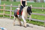 Magnifique épi irlandais avec une longue crinière, Animaux & Accessoires, Chevaux