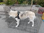 Bench grote hond, Ophalen of Verzenden, Zo goed als nieuw