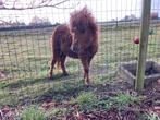 Shetland pony hengstje 9 maand vos, Dieren en Toebehoren, Hengst, 0 tot 2 jaar, A pony (tot 1.17m)