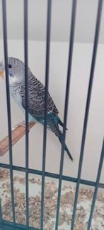 grasparkieten, Meerdere dieren, Parkiet