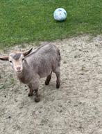 Prachtig dwerg bokje bok met hoorntjes, Dieren en Toebehoren, Mannelijk, Geit, 0 tot 2 jaar