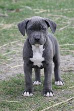 American Bully XL pups Abkc, Dieren en Toebehoren, Parvo, België, Overige rassen, 8 tot 15 weken